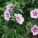 화성무궁화 이미지