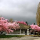 에클레시아남성합창단 이미지