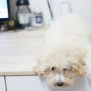 즐겨찾개 이미지