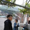 본녹산 이미지