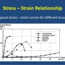 뼈, 인대, 건, 피부 등의 stress strain curve와 손상 메카니즘 이미지