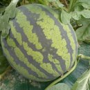 푸르름의 농원 이미지