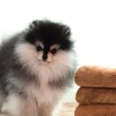 뽀송강아지 이미지