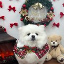 까까멍멍 이미지