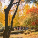 [남이섬단풍] 남이섬 은행나무 절정시기 &lt;10월에가볼만한곳&gt; 이미지