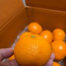 🍊카라향 구매 후기｜달콤하고 큼직한 프리미엄 감귤, 과일 좋아하신다면 무조건 드셔보세요❗