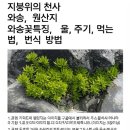 지붕위의 천사 와송, 원산지, 와송꽃특징, 물 주기, 효능, 먹는 법, 번식방법, 이미지