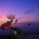 꽃이 아름다운 이유ㅣFan Zongpei 첼로 연주 음악 이미지