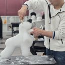 수 애견미용 이미지