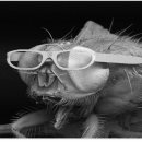 사라안경 이미지