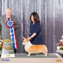 The best puppy 이미지