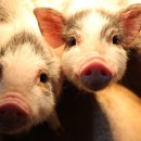 돼지보러오면돼지 이미지