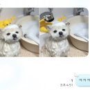 마미숑 네이버블로그