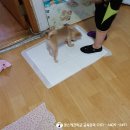 퀸스애견학교