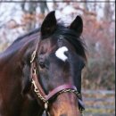 통산2목장 이미지