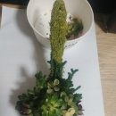 달국자 이미지