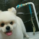 닥터김 동물병원 이미지