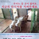 강내집