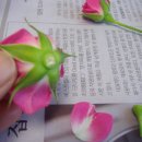 기본처리-문구칼 손질법-장미, 카네이션 이미지