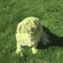 에덴음악학원 | 돈 다 떨어졌어용