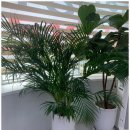 365자인한의원 이미지