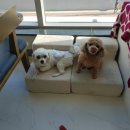 별이와콩이 이미지