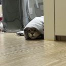 고양이 이발관 | [송도 고양이호텔] 송도 고양이 호텔링 &#39;고양이 이발관&#39; 내돈내산 후기
