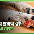 강아지발바닥
