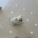 티거야 사랑해 초곡점 네이버블로그