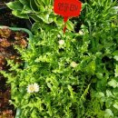 내화농장 이미지