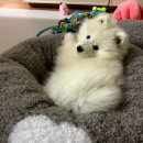 [4월 일상] 6월이 되기 전에 정리하는 4월 ~~~