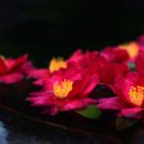 백경사 | 김경훈 시집 &#39;고운 아이 다 죽고&#39;의 시편들