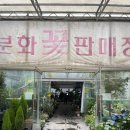 씨유 사상유통단지점 | 부산 농협화훼공판장 엄궁화훼단지 꽃시장 방문 후기(ft. 가격, 휴무일, 영업시간)