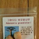그랑디디 이미지