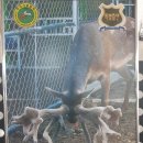 일구사슴농장 이미지