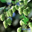 홉 호프 이미지