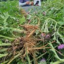 완도약산흑염소 이미지