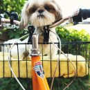 내사랑 강아지 이미지