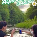 알프스애견 이미지