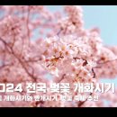 오전댐 왕벚나무 | 벗꽃 나들이 장소명소