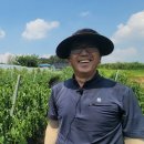 농우미생물 | #고추 한나무에 한근이상! 30~50%증수는 기본! 장마기간에도, 폭염기간에도 순멎이 없이~