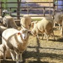 양평목장 이미지