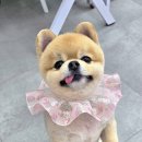 강아지 미용실 이미지