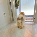 오늘도 해맑개 이미지