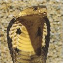 숲속장어 이미지