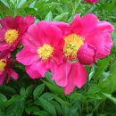 수리산 산림욕장 이미지