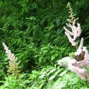입곡군립공원(출렁다리) 이미지