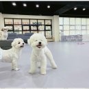 놀루오숑 네이버블로그