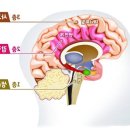 뇌의 3층구조 이미지
