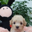 쥬티펫 신탄진점 이미지